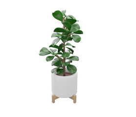 3D Fiddle leaf fig plant in the pot on transparent background. houseplants in cartoon 3d style. 3D rendering