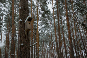 gloomy pine forest in winter, tall pines in the snow
