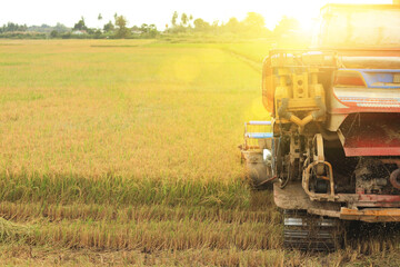 Fototapeta premium Great combine Harvesting of rice field with combine at the rice field at north Thailand, Thailand rice planting season. 
