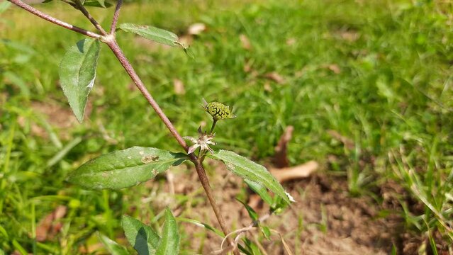 Eclipta prostrata plant with flower. Its other names &nbsp;false daisy,&nbsp;yerba de tago,&nbsp;Gunta kalagaraku, Gunta galagaraku,&nbsp;Karisalankanni, and&nbsp;bhringraj. This is a species of plant in the family&nbsp;Asteraceae