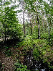 Obraz premium a small forest stream in summer in a mixed forest