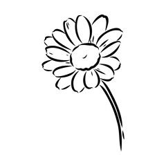 Daisy flower line art drawing. Vector hand drawn engraved illustration. Wild Chamomile black ink sketch. Wild botanical garden bloom. Great for tea packaging, label, icon, greeting cards, decor