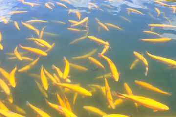 Trout farm. Breeding golden, rainbow species. Fish farming in ecologically clean fresh water. Pond...