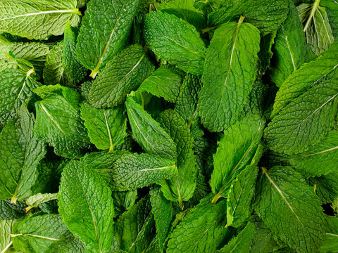 Fresh green mint leaves texture background