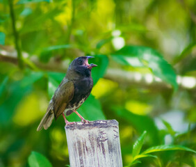 bird singing in nature in the forest
