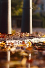 autumn leaves in the park