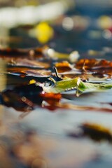 leaves reflected in water