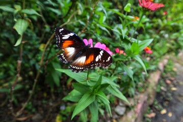 beautiful butterfly with flowers background in the garden