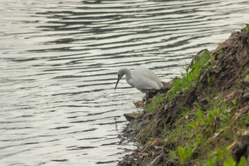 Little egret stalking fish at Nile River, Cairo City, Egypt