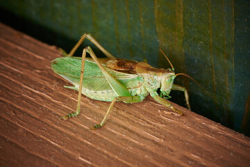 Green grasshopper, female, on green brown background