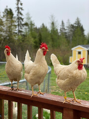 Three Hens Waiting For Food