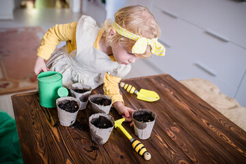 A small farmer checks the degree of seed germination. Study of plants in kindergarten. Planting seeds in pots for growing seedlings and transplanting in the spring to beds.