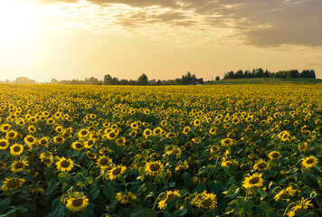 Sunflower in field on sunset in rural. Sunflowers farm fields in village. Harvesting sunflower...