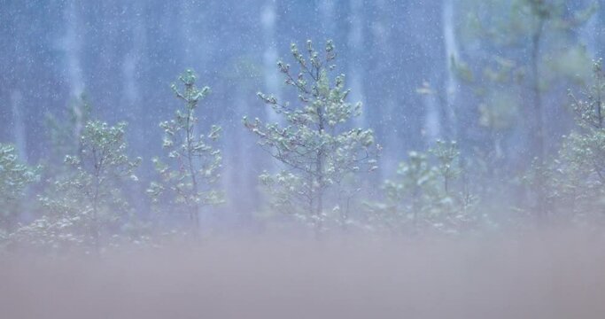 Tree branches on the background of snowfall. Flakes of snow falling down winter landscape.