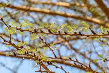 Acacia tree branches with thorns and young green leaves close-up