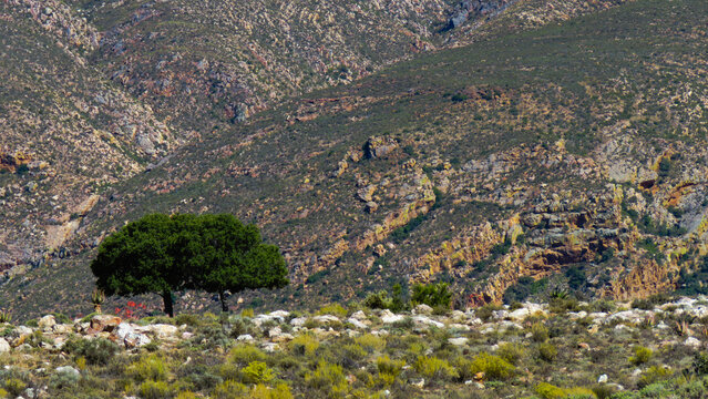 Lone tree at the base of the Swartberg mountains, near Toorwater, Western Cape.