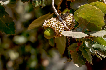 Branches of a Tabor oak tree with mature acorns close-up between green foliage. Israel