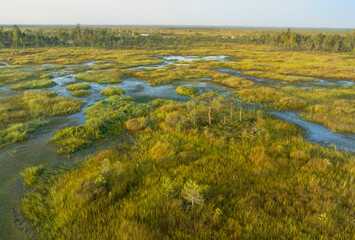 Swamp Yelnya on sunset landscape. Wild mire of Belarus. East European swamps and Peat Bogs. Ecological reserve in wildlife. Marshland with islands and pine trees. Swampy land and wetland, marsh, bog.