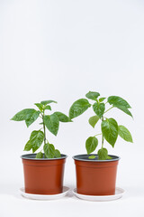 Growing peppers from seeds. Step 9 - first flowers, blossoms