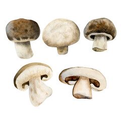 Fresh mushrooms champignons set. Watercolor hand drawn food illustration in brown, isolated on white background