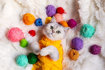 Close up of a funny white cat lies in a yellow clothes , on a fluffy blanket with colorful yarn. - obrazy, fototapety, plakaty