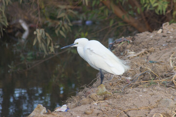 Great egret stalking fish at irrigation canal water beside village road and Green fields, countryside Egypt's Nile River Delta region