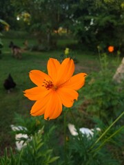 Cosmos naranja en el jardín