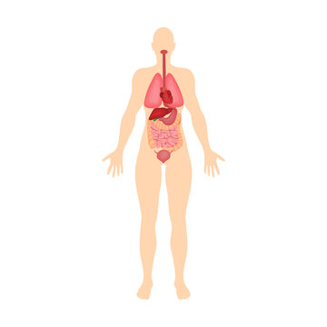 System of internal organs of the human body. Organ system of human body vector illustration. Woman body structure on white background. Anatomy