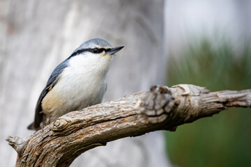 Eurasian Nuthatch 