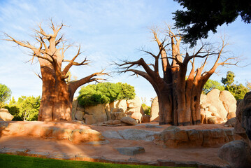 Baobab tree in Equatorial forest, Stones, rocks and mountains in Madagascar, wetlands and savanna....