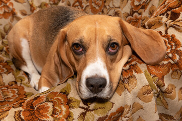 Beagle dog. Muzzle, ears, paws, coloration, eyes, look. Pet, friend of man