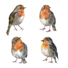 Set of watercolor cute robin birds