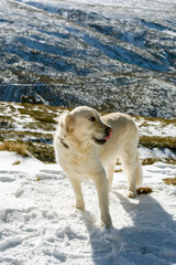 Lovely golden retriever dog, looking to the side, majestic mountain scenery in background