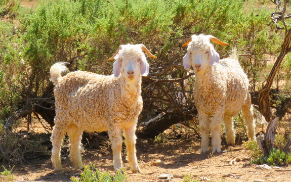 A pair of male Angora goats, near Toorwater, Western Cape