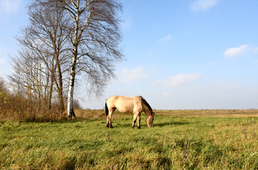 Horse grazes in a field with grass at rural. The brown horses is eating grass on the field at farm. Farmland and and Animal husbandry. Farm animals and Agronomy. Horse in countryside. Soft focus.