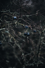 dark depressive background, driftwood and thorny plants