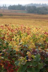 autumn leaves on the ground