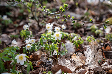 white flowers in the middle of the forest in spring among plants