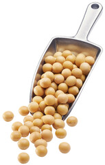 Soybeans on metal scoop