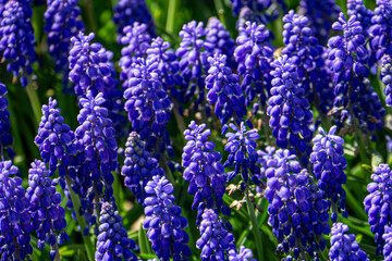 Fototapeta premium close up of blue flowers