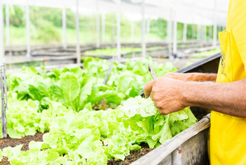 Fresh organic lettuce growing in vegetable plot inside clean and beautiful greenhouse. hands picking green lettuce, salad in vegetable plot, organic concept. - 548723722