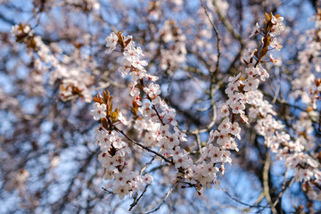 Spring flowering ornamental plum. Flowering plum tree