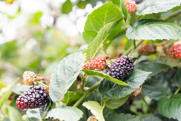 blackberry grows on bushes close-up. Berry harvest. Bunch of blackberries with white blackberry flowers in the garden with green leaves. Healthy food for vegans. - 548723732