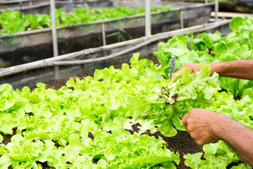 Fresh organic lettuce growing in vegetable plot inside clean and beautiful greenhouse. hands picking green lettuce, salad in vegetable plot, organic concept.