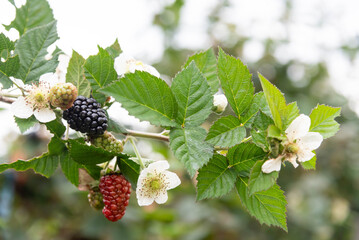 blackberry grows on bushes close-up. Berry harvest. Bunch of blackberries with white blackberry flowers in the garden with green leaves. Healthy food for vegans. - 548723762