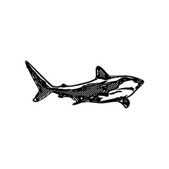 sketch, fish, drawing, illustration, shark, ocean, water, animal, vector, nature, sea, wild, underwater, teeth, wildlife, predator, background, dangerous, silhouette, danger, white, isolated, art