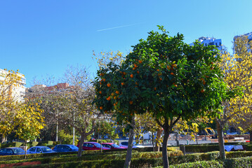 Obraz premium Citrus orange fruit grows on a tree with green leaves in garden. Oranges and tangerines on a tree. Orange tree leaves for a taste of tropics. Ripe Oranges in City park.