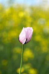 White poppy close up in field. Summer flowers.