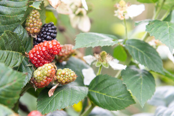 blackberry grows on bushes close-up. Berry harvest. Bunch of blackberries with white blackberry flowers in the garden with green leaves. Healthy food for vegans.