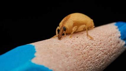 Little weevil walking on a light blue pencil